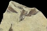 Fossil Fish (Gosiutichthys) Mortality Plate - Lake Gosiute #89989-1